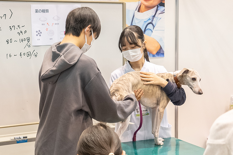 職業体験フェスタの様子