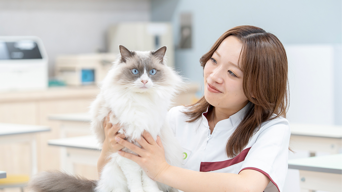 動物看護師体験のイメージ画像